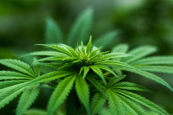 Acheter du cannabidiol en ligne : top plateformes à découvrir en 2025